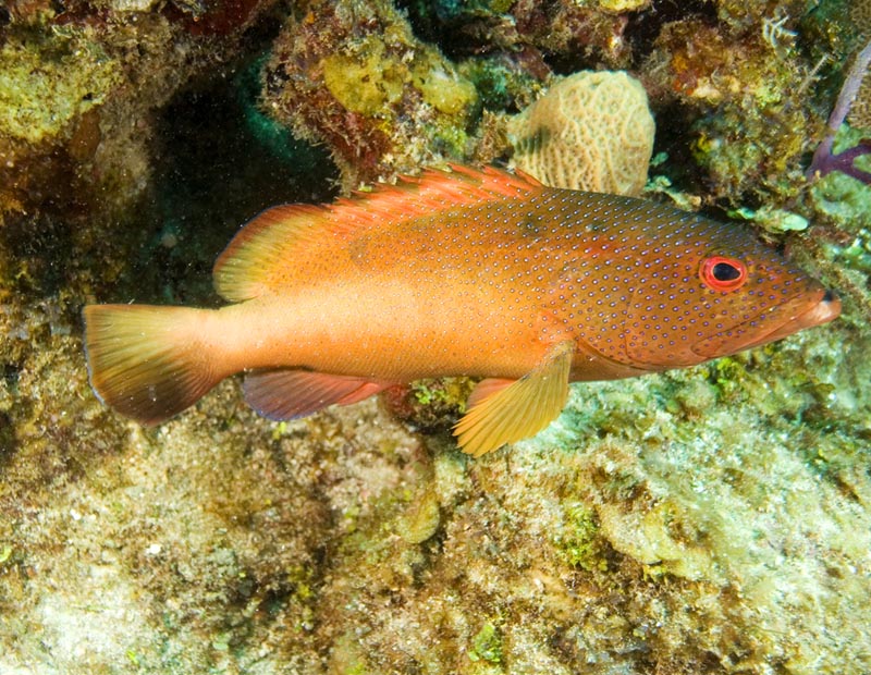 Epinephelus fulvus